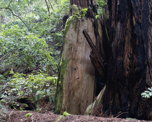 biomass forest